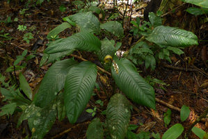 Spathiphyllum laeve with infructescence, El Amargal, Arusi, Choco, Colombia