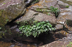 Spathiphyllum sp. as a rheophyte in a waterfall, adult plants and numerous seedlings on the vertical rock surface,Tijuca NP, Rio de Janeiro, Brazil