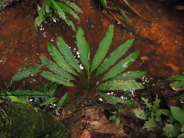 Spathiphyllum sp., leaf blade avoidance through differential torsion of petiolar geniculum, discoid disposition of blades in spite of distichous phyllotaxy,  Iquitos