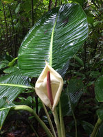 Rhodospatha moritziana with huge leaves, whitish spatha and pink spadix, Terco, Nuqui, Choco, Colombia