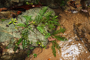 Sphaerostephanos aquatilis, a rheophytic fern on rock just above the water, War Inkabom Waterfall, Batanta, Raja Ampat, Southwest Papua.