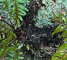 Sphaerostephanos aquatilis, blackish root system superfially but firmly fixed to the rock emerging from a forest stream, War Inkabom Waterfall, Batanta, Raja Ampat, Southwest Papua.