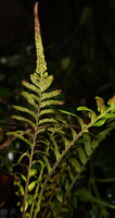 Sphaerostephanos aquatilis, fertile frond, War Inkabom Waterfall, Batanta, Raja Ampat, Southwest Papua.