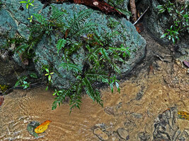 Sphaerostephanos aquatilis, population on bare rock along a fast running forest stream, War Inkabom Waterfall, Batanta, Raja Ampat, Southwest Papua.