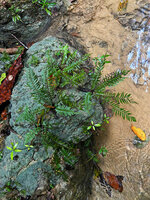 Sphaerostephanos aquatilis, rheophyte population on a rock just above the swift running water, War Inkabom Waterfall, Batanta, Raja Ampat, Southwest Papua.
