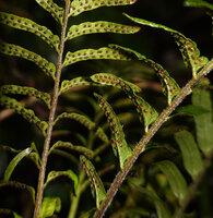 Sphaerostephanos aquatilis, sori, War Inkabom Waterfall, Batanta, Raja Ampat, Southwest Papua