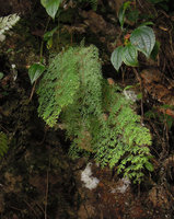 Sphenomeris chinensis, Cameron Highlands, Malaysia