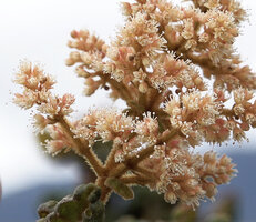 Spiraeanthemum pulleanum, flowers and hairy inflorescence axes, Anggi Lakes, 2000 m asl, Arfak Mts, West Papua