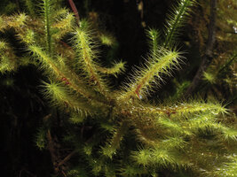 Spiridens reinwardtii, Mount Hagen, Papua New Guinea