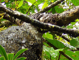 Squamellaria imberbis (syn. S. wilsonii), base of the huge tuber fixed by adventitious roots to the host tree branch, Des Voeux peak, Taveuni, Fiji