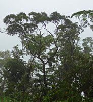 Squamellaria imberbis (syn. S. wilsonii) epiphytic in low mountain mossy forest, Des Voeux peak, Taveuni, Fiji