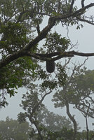  Squamellaria imberbis (syn. S. wilsonii) hanging from tree branch, Des Voeux peak, Taveuni, Fiji