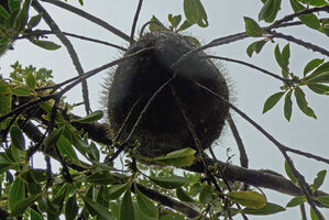 Squamellaria imberbis (syn. S. wilsonii), stems emerging from the aerial epiphytic tuber, Des Voeux peak, Taveuni, Fiji