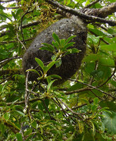 Squamellaria imberbis (syn. S. wilsonii), tuber and tubular white flowers along the narrow stems, Des Voeux peak, Taveuni, Fiji