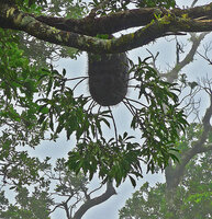  Squamellaria imberbis (syn. S. wilsonii) very thin stems emerging from the hanging tuber, Des Voeux peak, Taveuni, Fiji