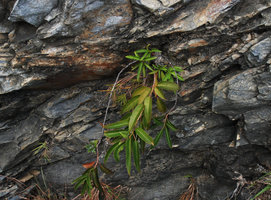 Stachyurus sp. on a rock, Taroko, Taiwan