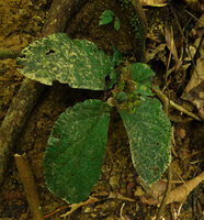 Stauranthera argyrescens, Danum Valley, Sabah, Borneo