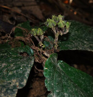 Stauranthera cf. argyrescens, erect maturing infructescence, Danum Valley, Sabah, Borneo