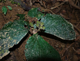 Stauranthera cf. argyrescens, leaves and erect maturing fruits, Danum Valley, Sabah, Borneo
