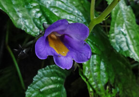 Stauranthera grandiflora, flower, Dambri Falls, Dalat, Vietnam