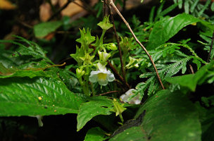 Stauranthera grandiflora flowers and developping fruits, Tioman, Malaysia