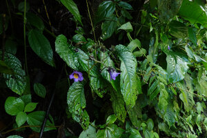Stauranthera grandiflora on vertical seeping rock habitat, Dambri Falls, Dalat, Vietnam