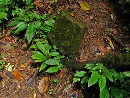Stauranthera grandiflora population in rocky habitat, Tioman, Malaysia