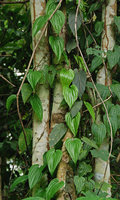 Stemona tuberosa, twining climber, Tioman, Malaysia