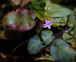 Stenandrium subcordatum, flowering plant, Las Guacamayas, Peten, Guatemala