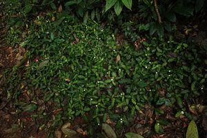 Stenandrium warneckei, dense population carpeting the forest floor, Amani, 800 m asl, East Usambara, Tanzania