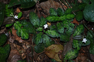 Stenandrium warneckei, inflorescences and flowers at anthesis, Amani, 800 m asl, East Usambara, Tanzania