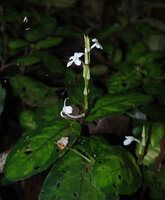 Stenandrium warneckei, light green centrally maculate leaf, inflorescence with foliaceous opposite bracts, curved tube of the flower, Amani, 800 m asl, East Usambara, Tanzania