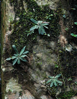 Stenoglottis fimbriata, heavily dark purple spotted individuals on mossy vertical rock face, Howick Falls, KwaZulu Natal, South Africa