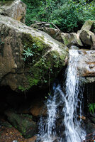 Stenoglottis fimbriata, mossy vertical rock face habitat, Howick Falls, KwaZulu Natal, South Africa