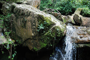 Stenoglottis fimbriata, mossy vertical rock face habitat in water spray, Howick Falls, KwaZulu Natal, South Africa