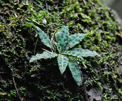 Stenoglottis fimbriata on mossy rock face, Howick Falls, KwaZulu Natal, South Africa