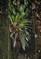 Stenospermation multiovulatum, Saul, French Guyana