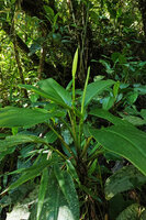 Stenospermation sp., Ram Tzul Natural Reserve, Baja Verapaz, Guatemala