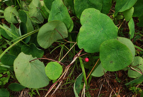 Stephania abyssinica, Kisensegere, Rukwa, 1200 m asl, Tanzania