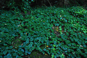 Stephania japonica covering a rock surface, Shikoku, Japan