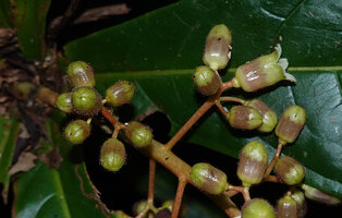 Sterculia stipulata, basal part of inflorescence, Danum Valley, Sabah
