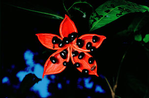 Sterculia lanceolata var. coccinea, Thailande