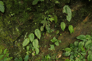 Steudnera cf. henryana population on vertical seeping rock, Nam Cang, Sapa, Vietnam