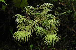 Sticherus hirtus, - Sulawesi