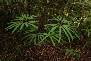 Sticherus hirtus, flabellate pedate fronds, Mt Kinabalu NP, 1600 m asl, Sabah, Borneo