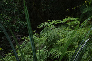 Sticherus hirtus in a forest gap, Imbu Rano, Kolombangara, Solomon Islands