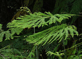 Sticherus hirtus, two fan shaped fronds, Imbu Rano, Kolombangara, Solomon Islands