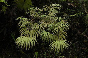 Sticherus hirtus, Wara Barat, Palopo, South Sulawesi