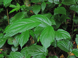 Stichoneuron caudatum, guttation from hydathodes at leaf margin, Temenggor, Perak, Malaysia