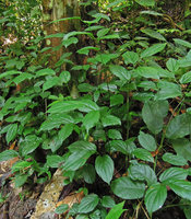 Stichoneuron caudatum, population lateral view, Temenggor, Perak, Malaysia